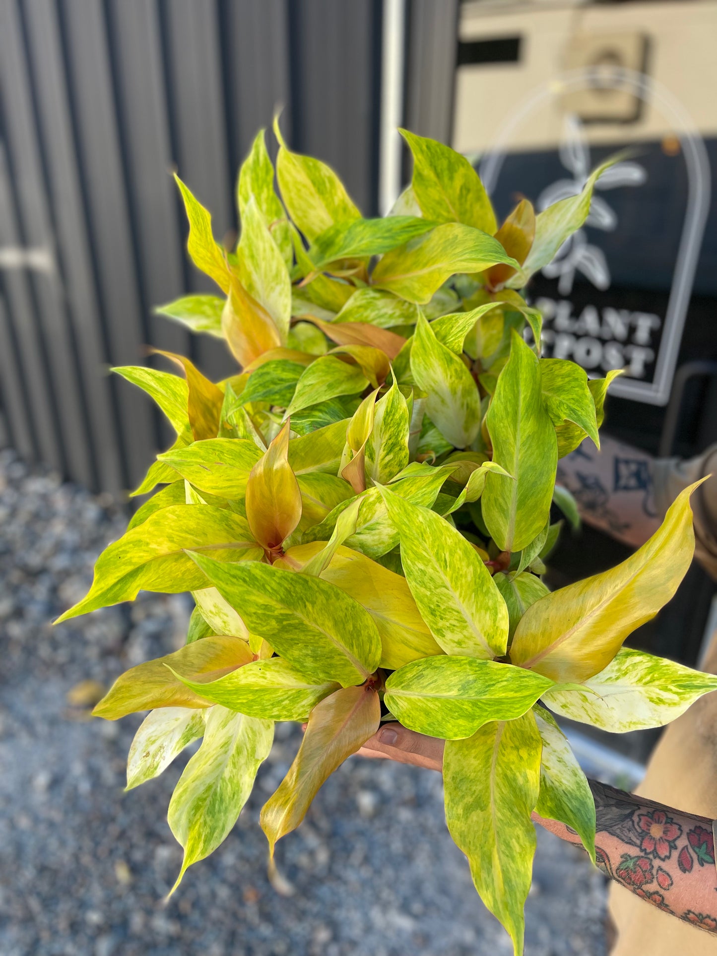 Philodendron Orange Marmalade