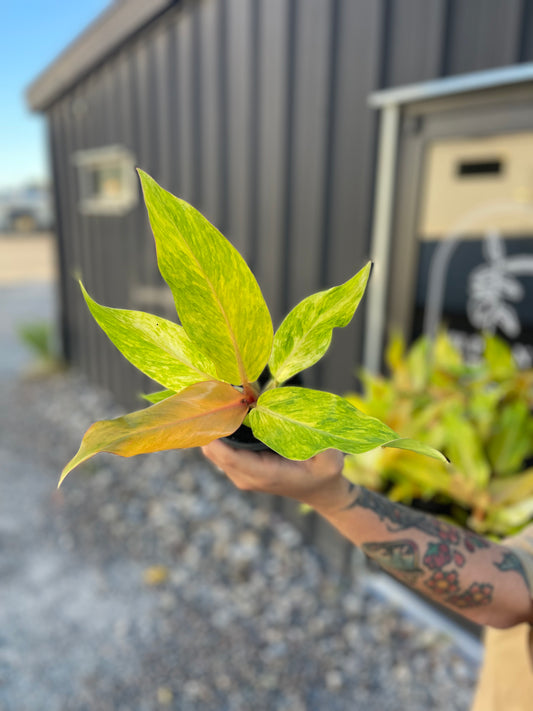 Philodendron Orange Marmalade