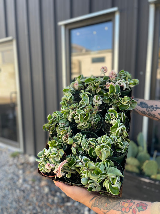Hoya Carnosa Compacta Variegated