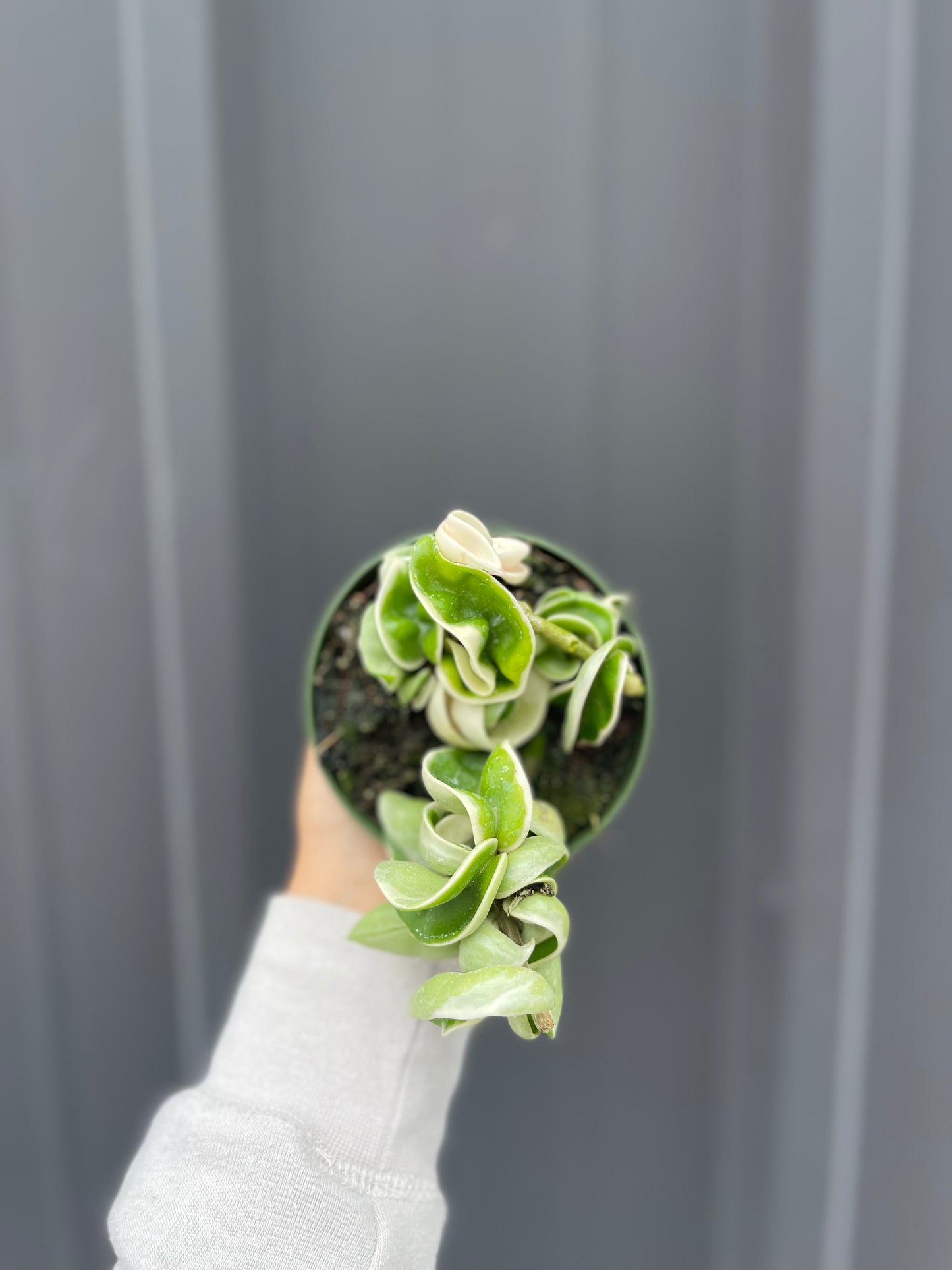 Hoya Carnosa Compacta Variegated
