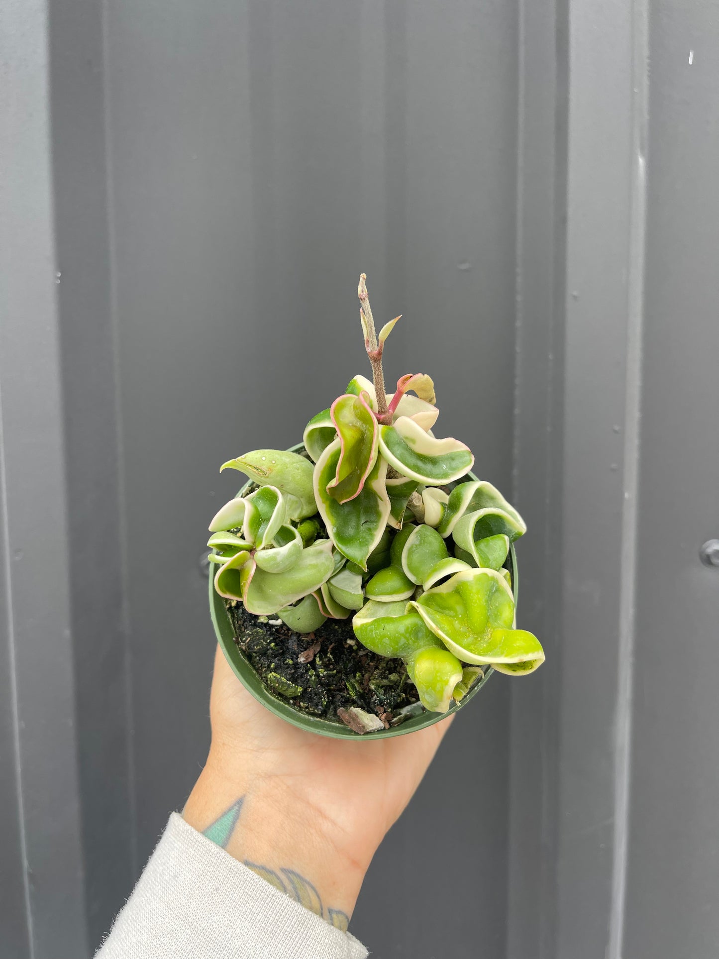 Hoya Carnosa Compacta Variegated