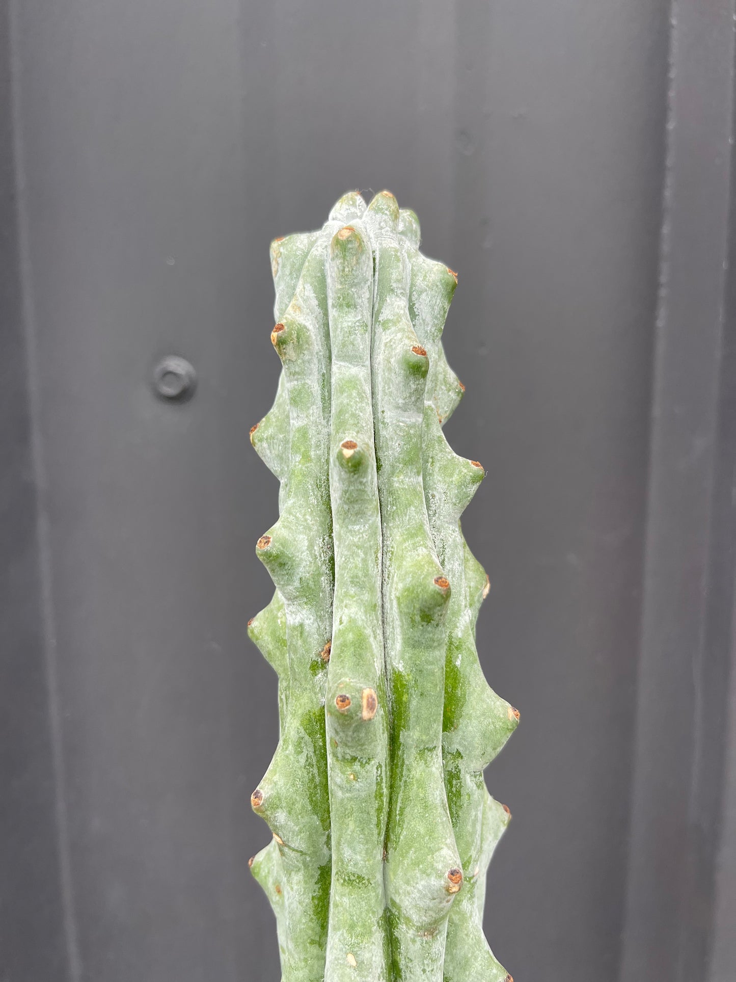 Stenocereus beneckei 'Ghost White Boobie Cactus'