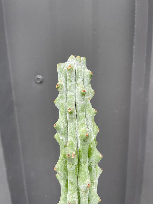 Stenocereus beneckei 'Ghost White Boobie Cactus'