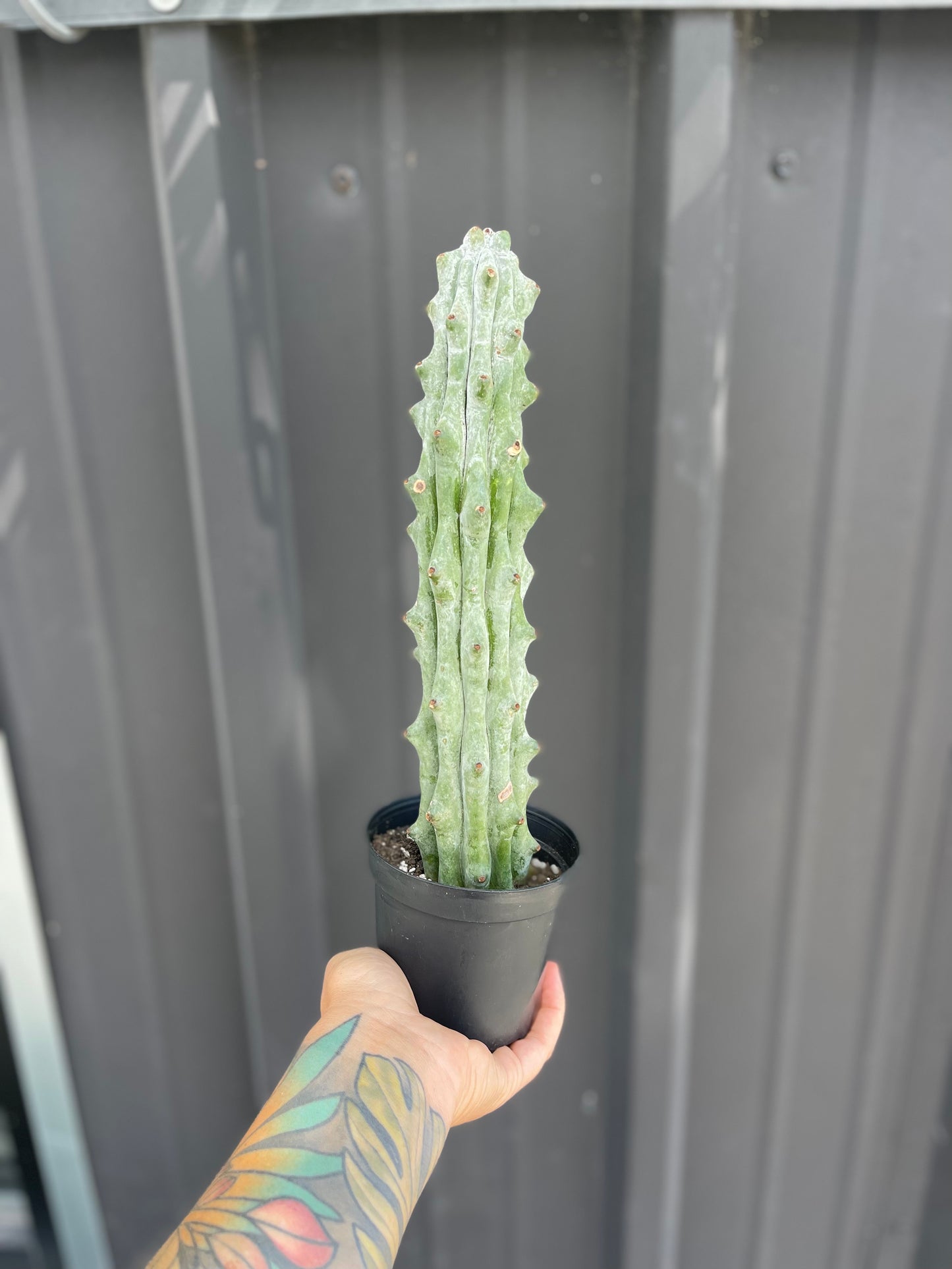 Stenocereus beneckei 'Ghost White Boobie Cactus'