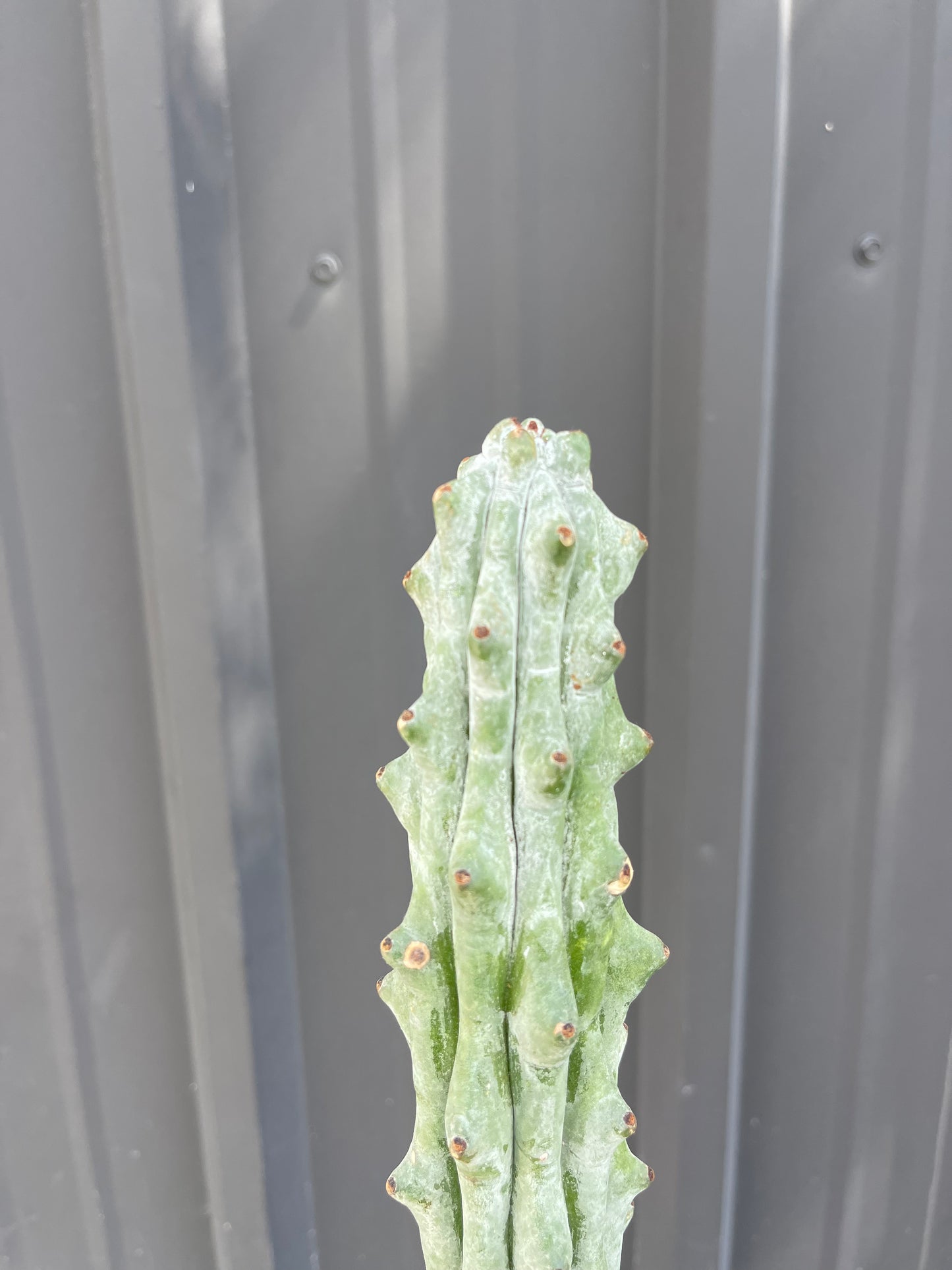 Stenocereus beneckei 'Ghost White Boobie Cactus'
