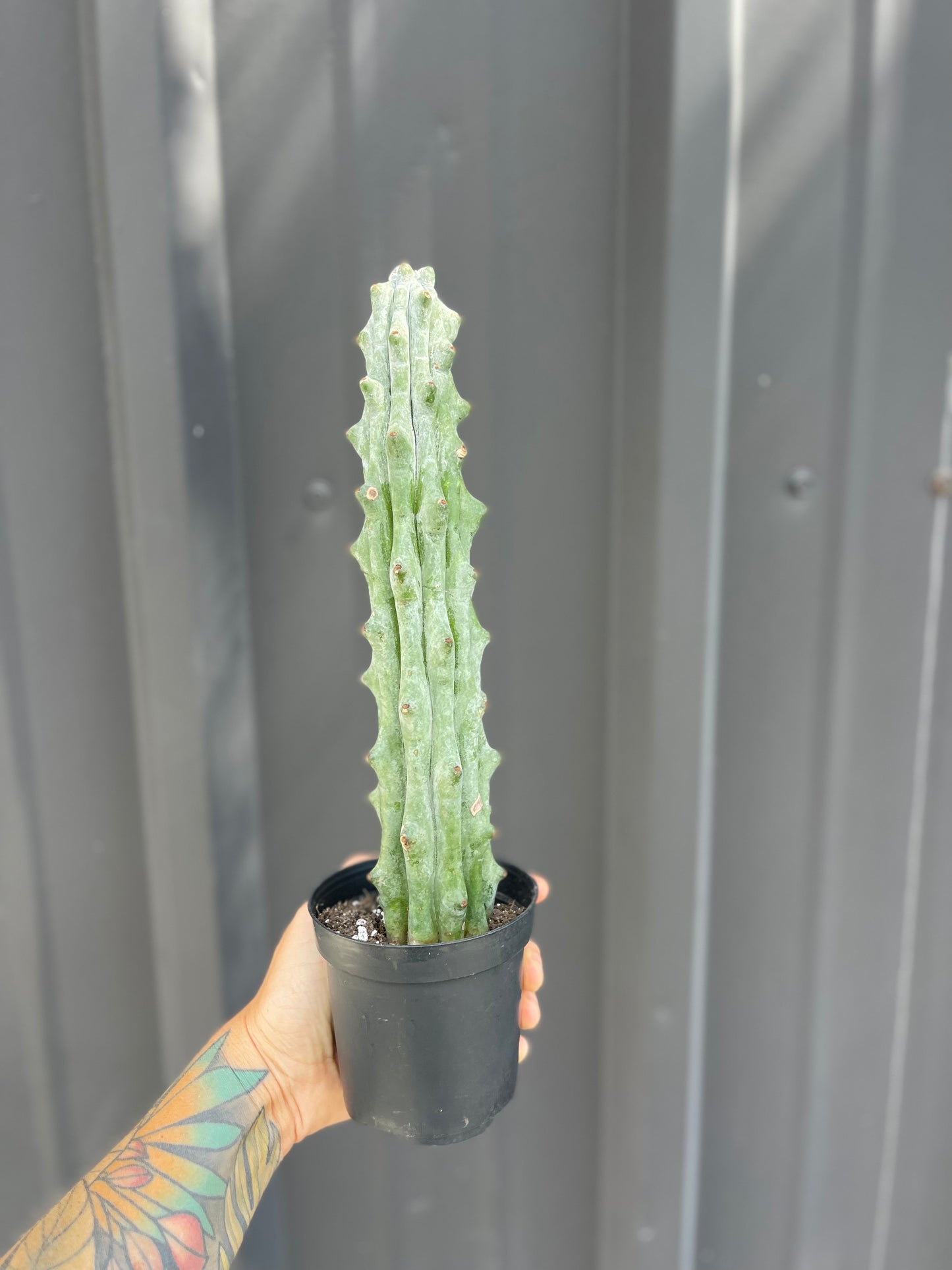 Stenocereus beneckei 'Ghost White Boobie Cactus'