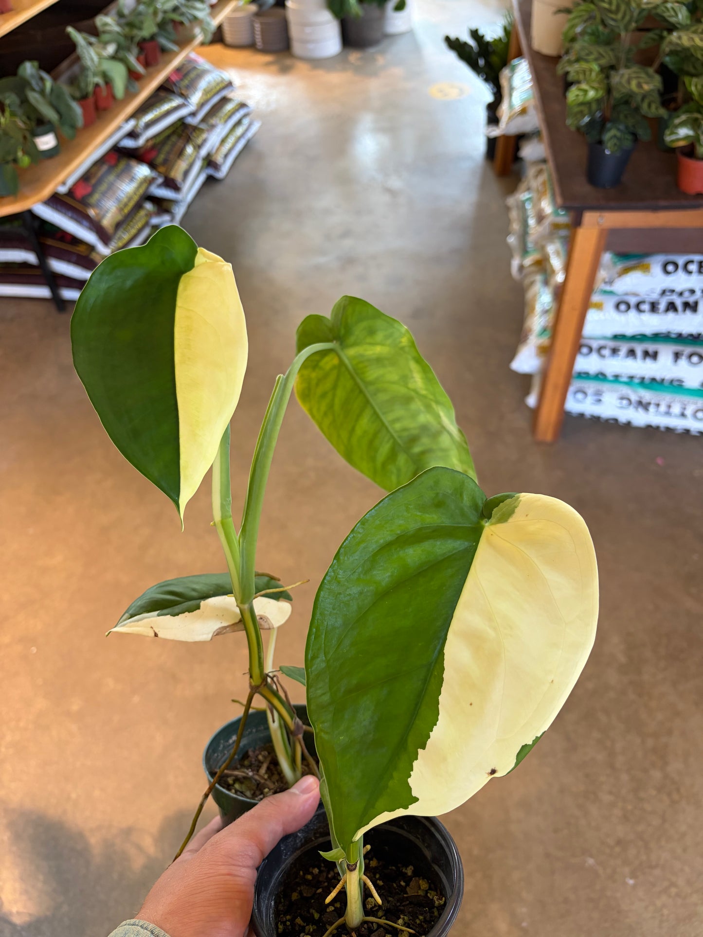 Syngonium Chiapense (variegated)