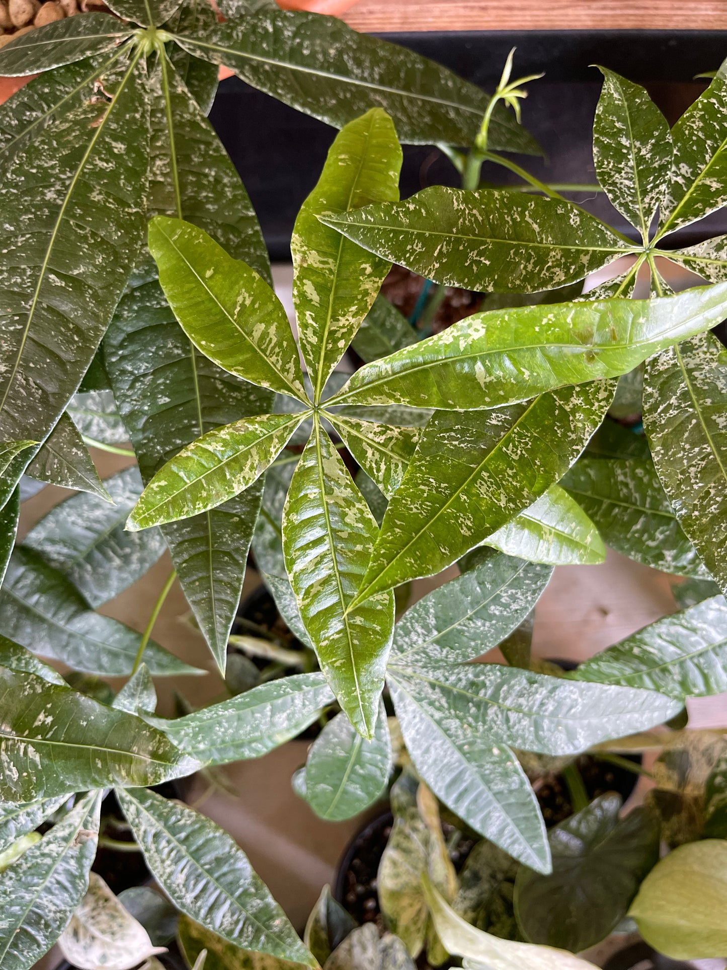 Variegated Money Tree