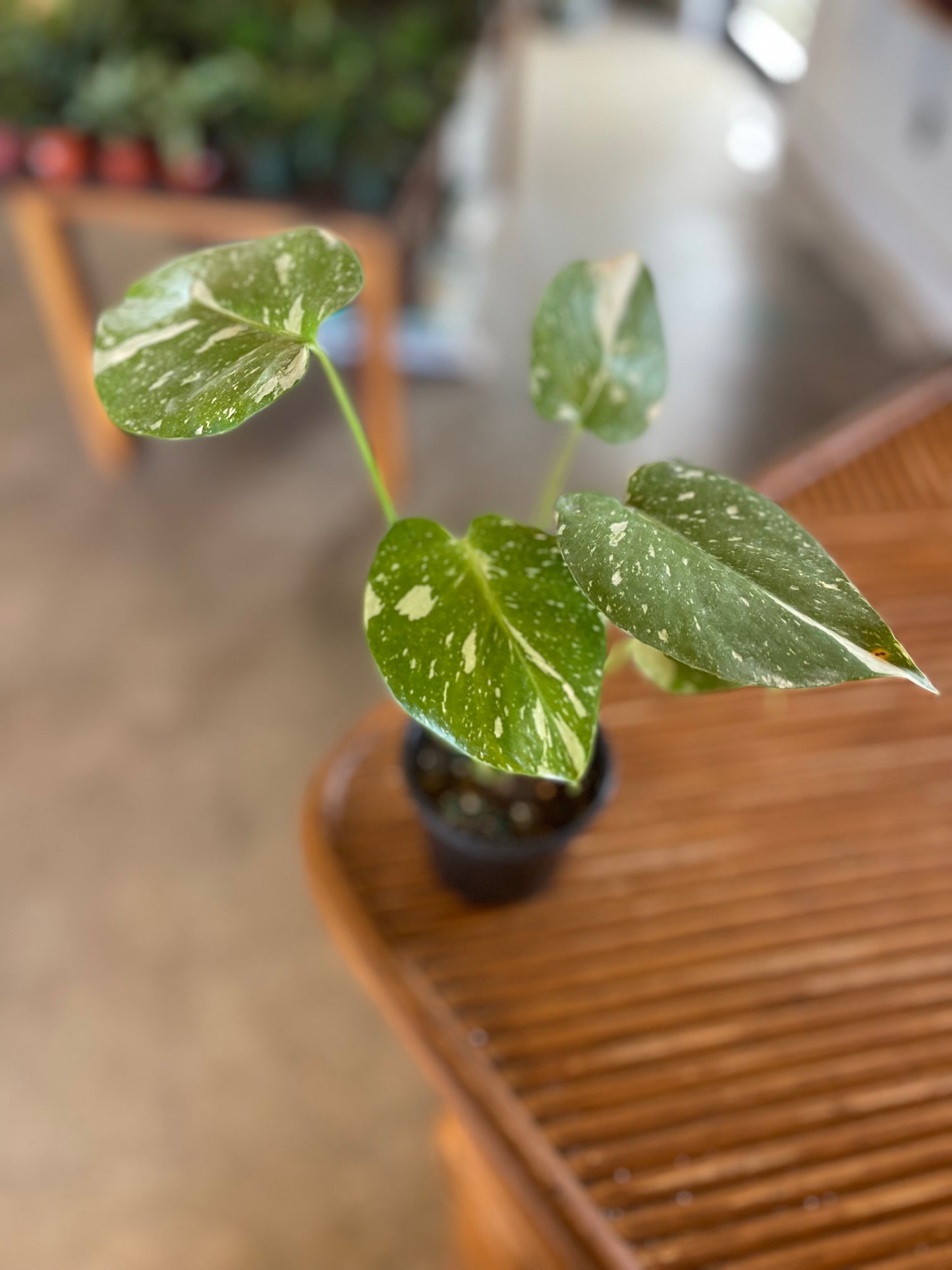 Monstera Thai Constellation