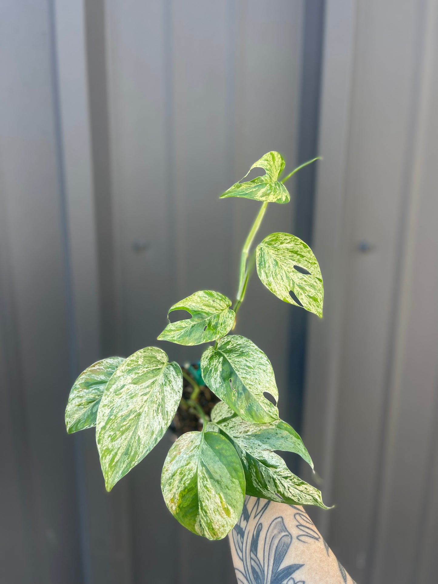 Epipremnum Pinnatum Marble