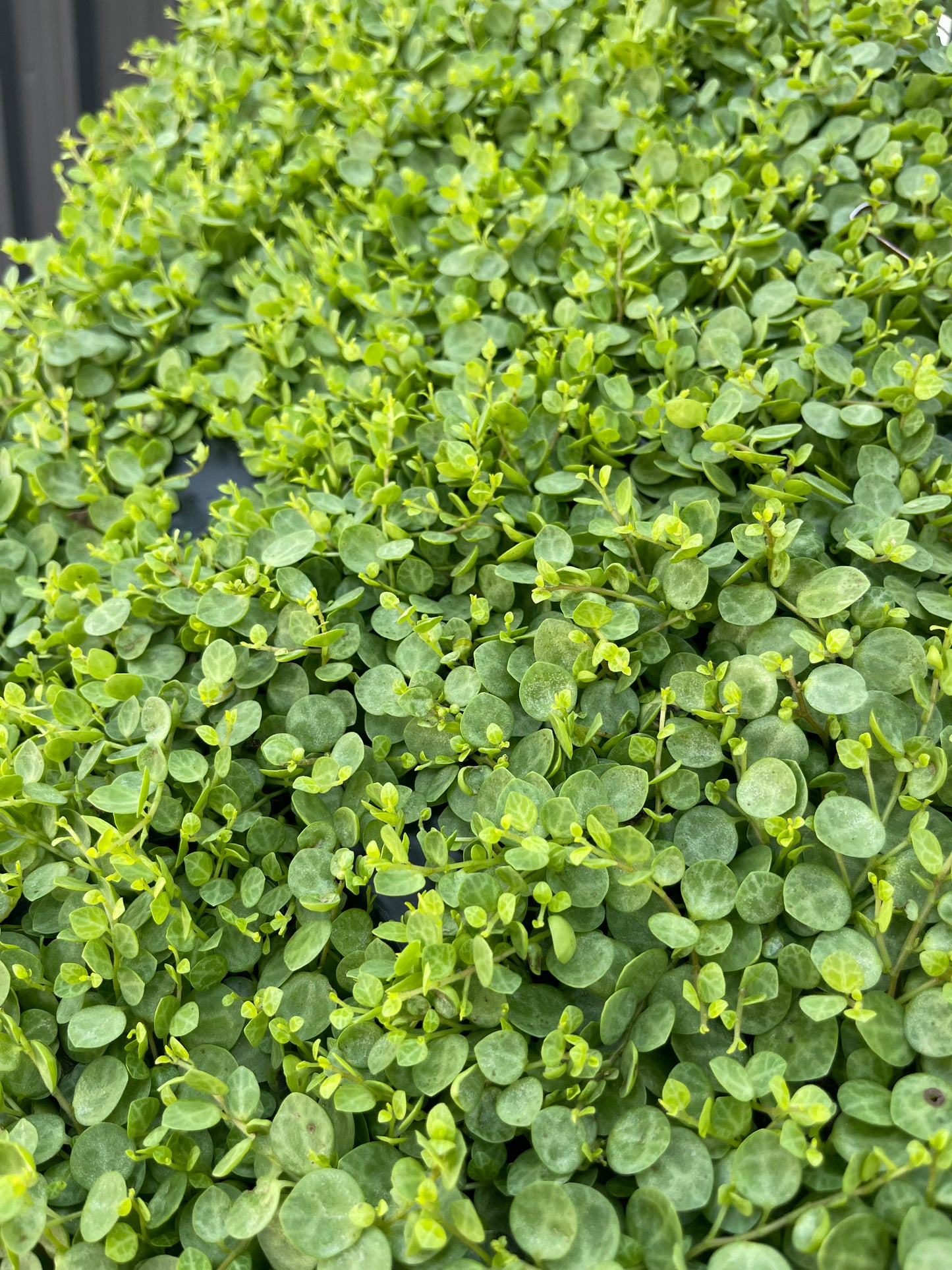 Peperomia Prostrata "String of Turtles"