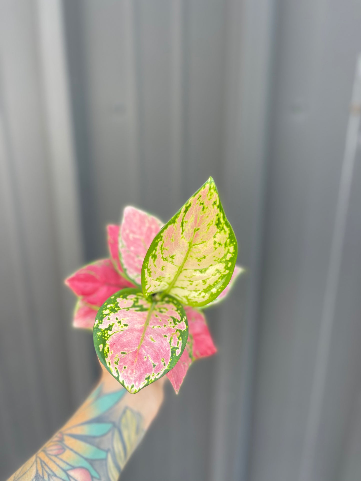 Aglaonema Diamond Red