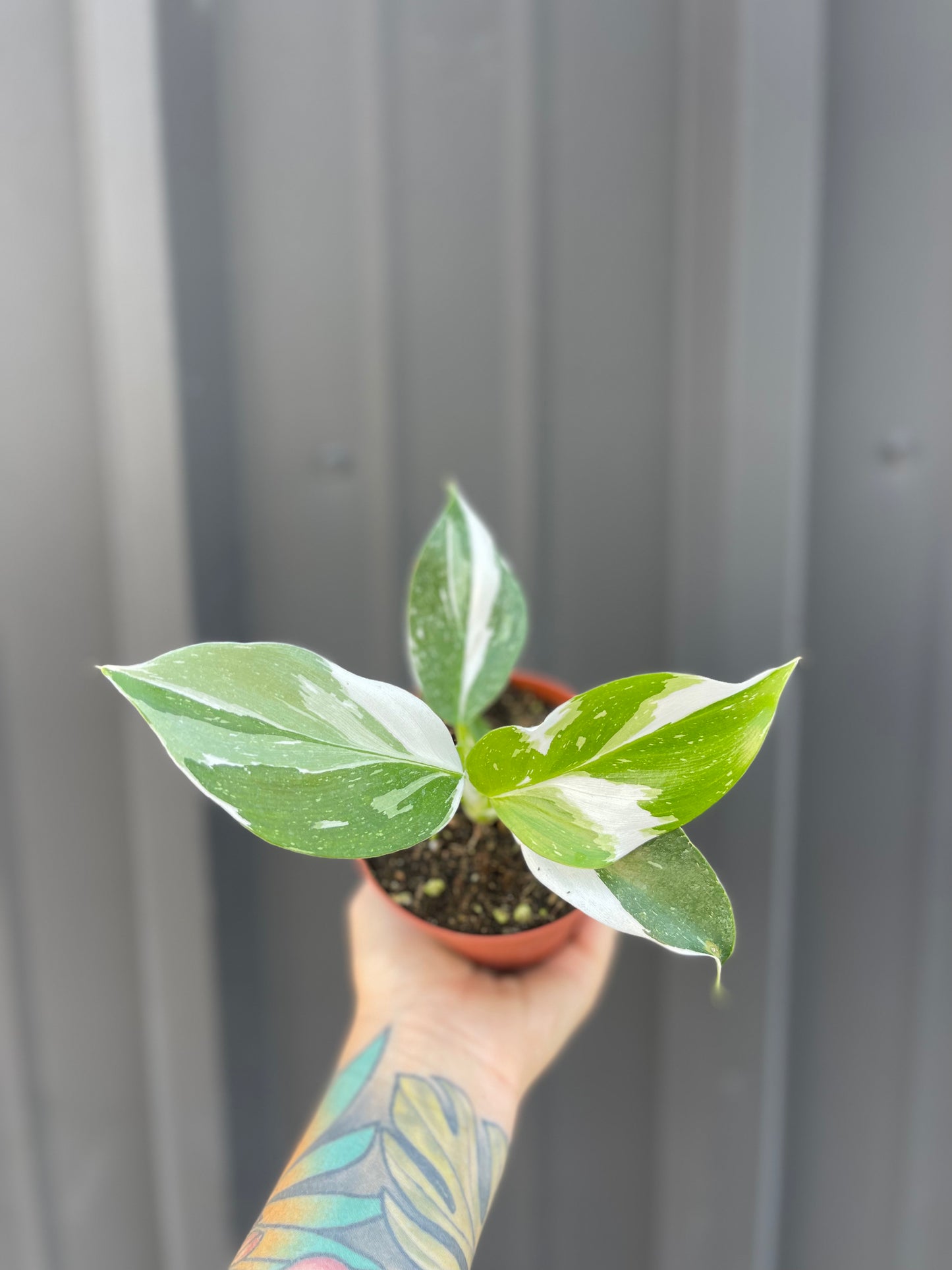 Philodendron White Knight