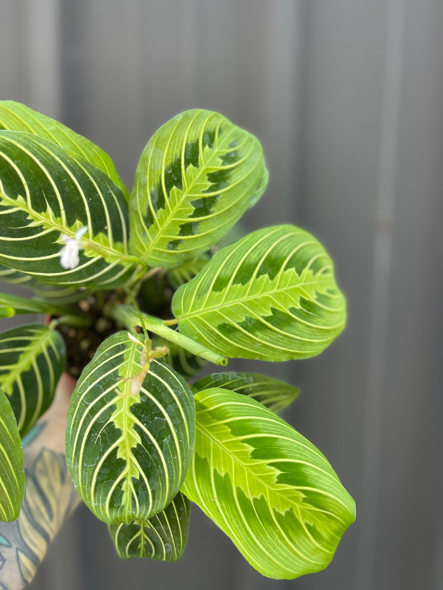 Maranta Lemon Lime