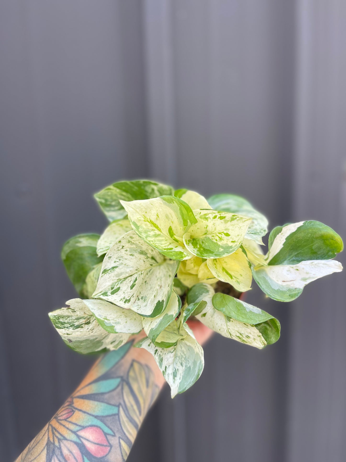 Epipremnum Aureum 'Manjula Compacta'