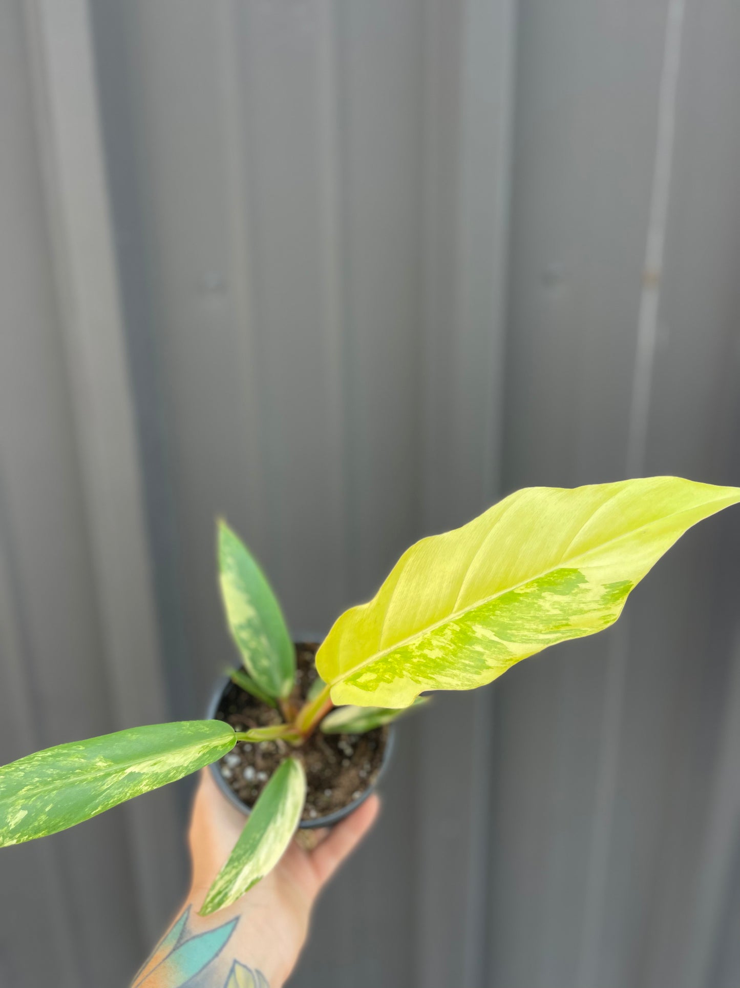 Philodendron Caramel Marble