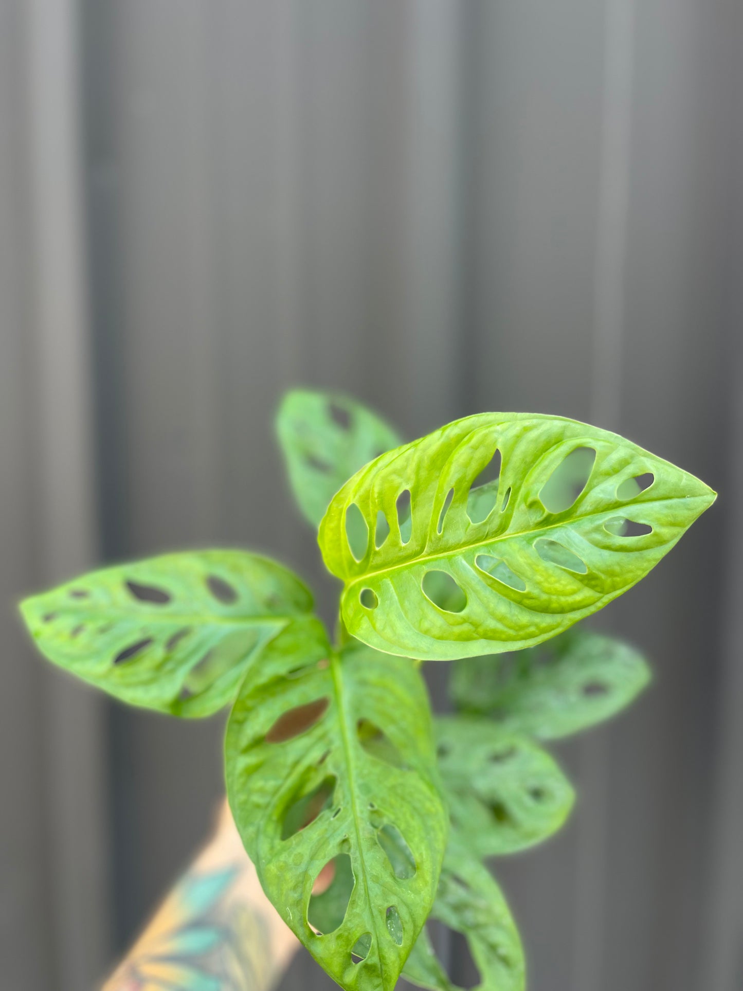 Monstera Adansonii