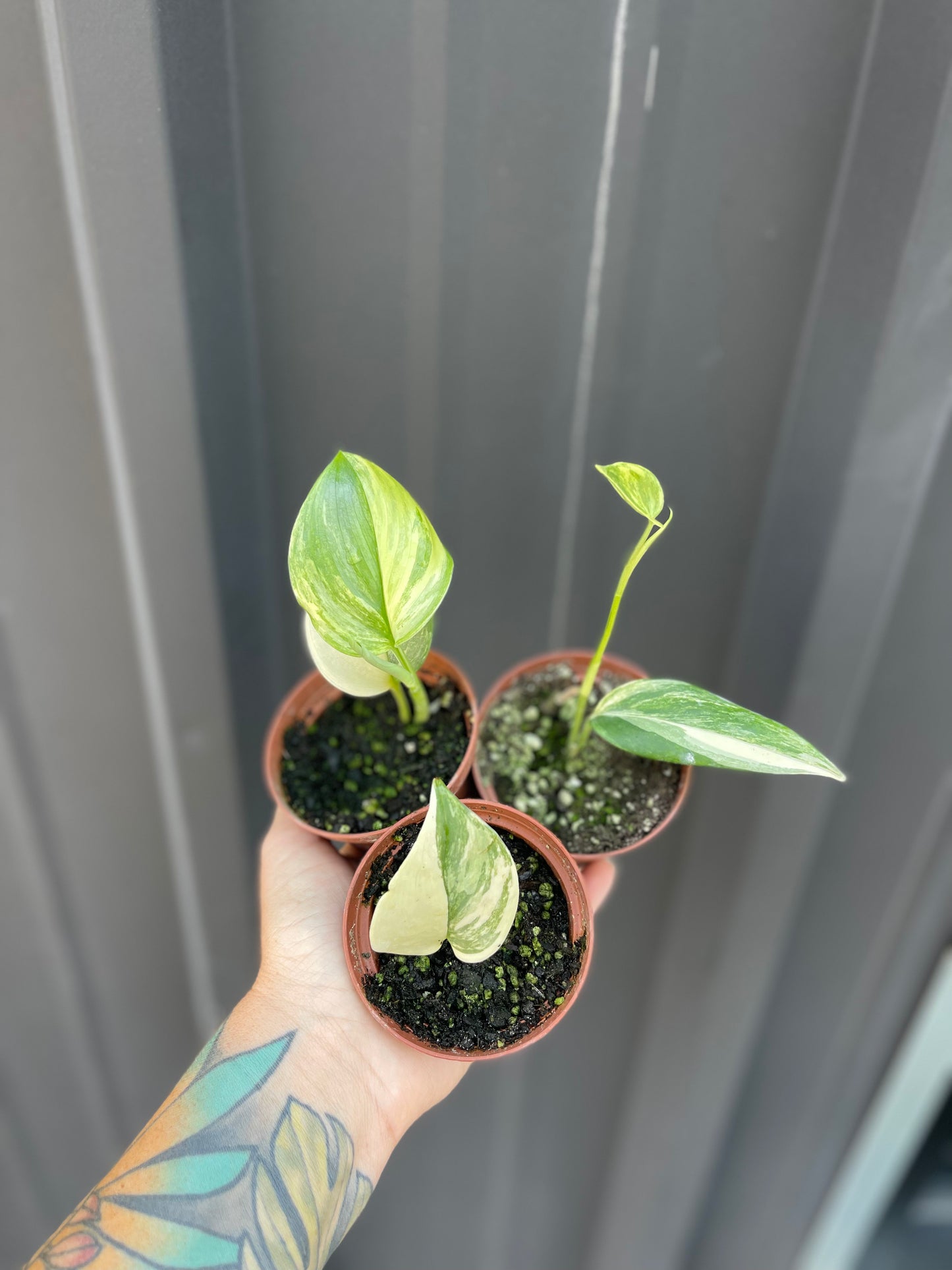 Scindapsus Blue Albo