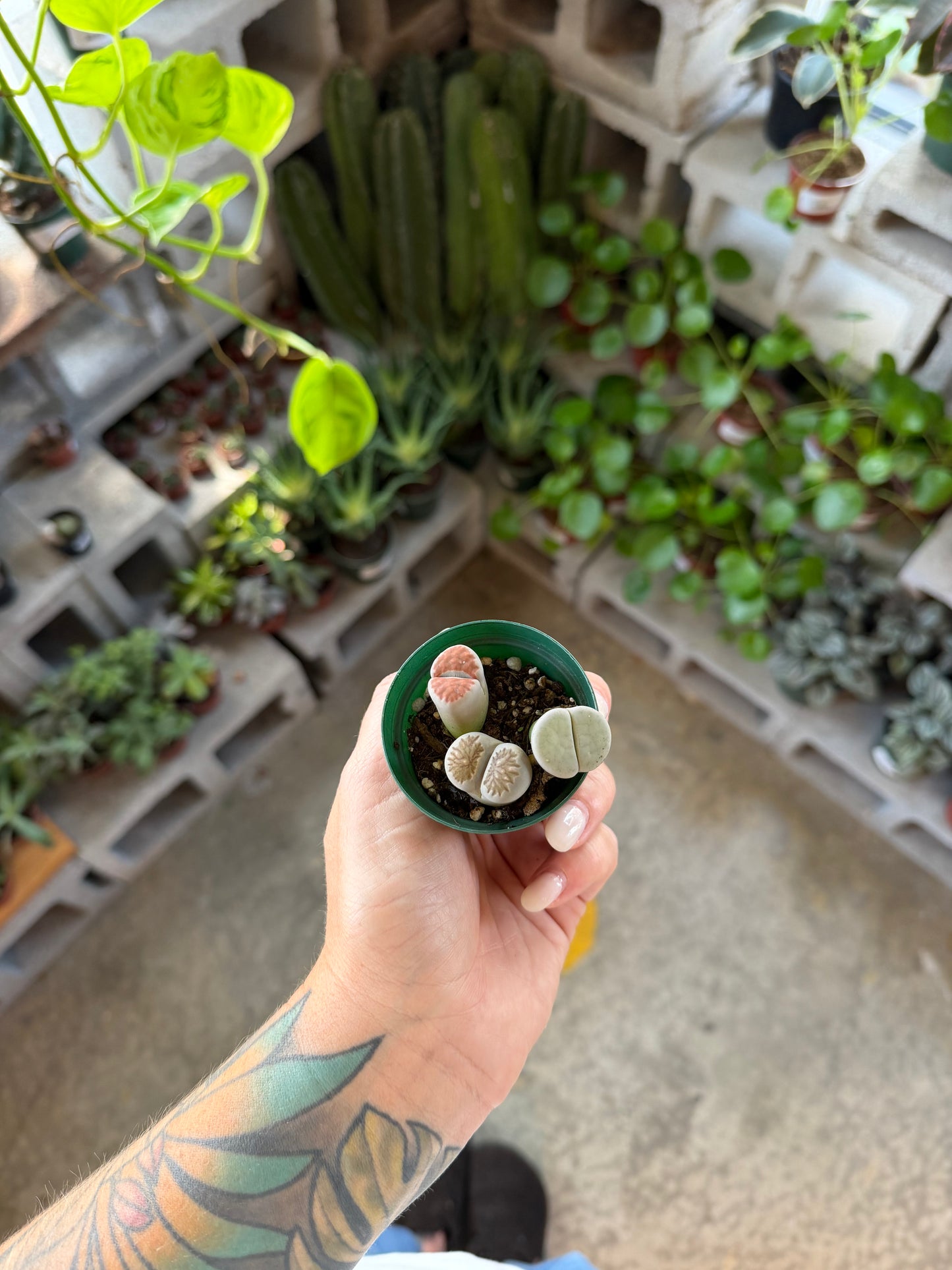 Lithops "Living Stone"