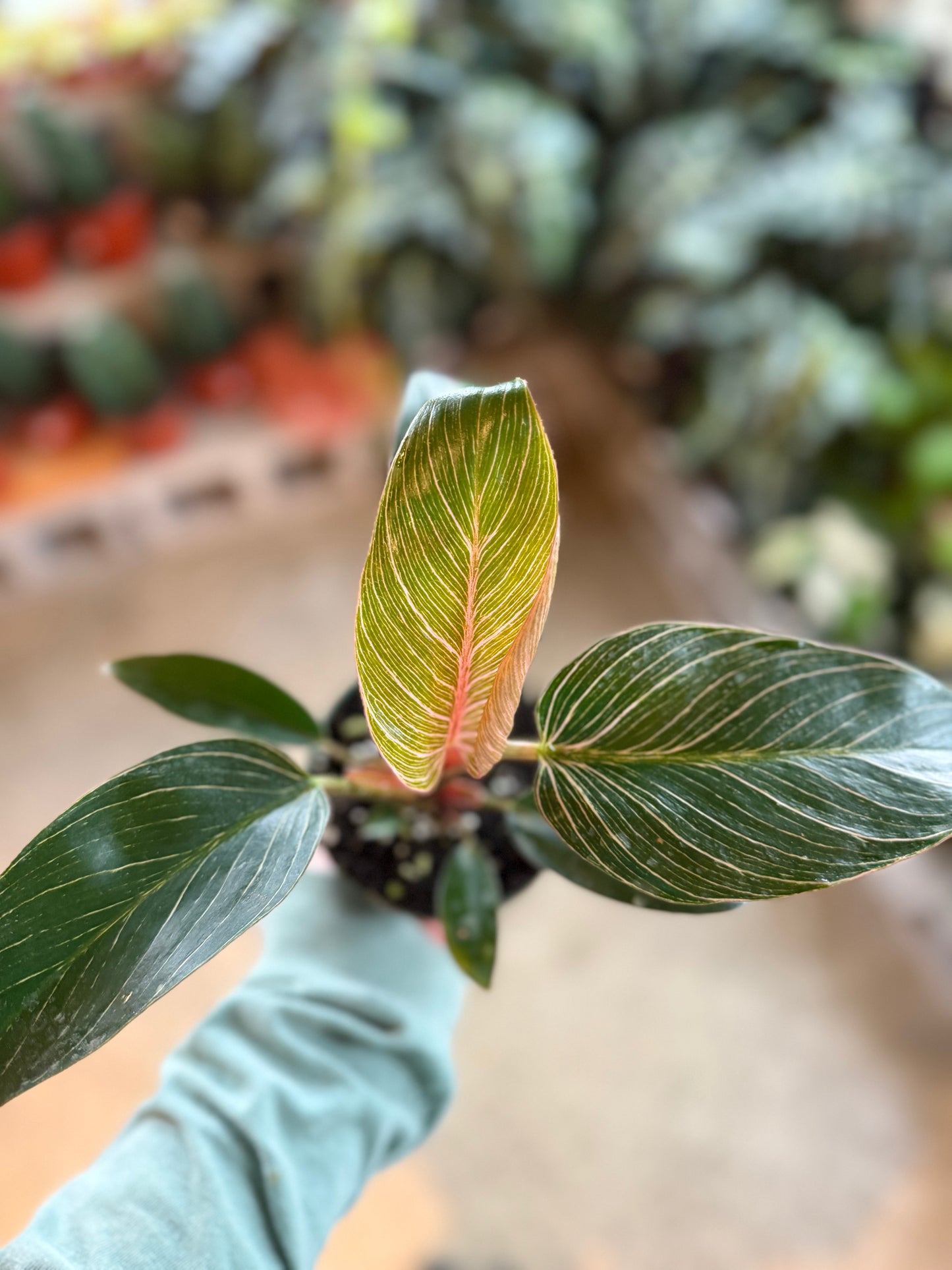 Philodendron Birkin (Pink)