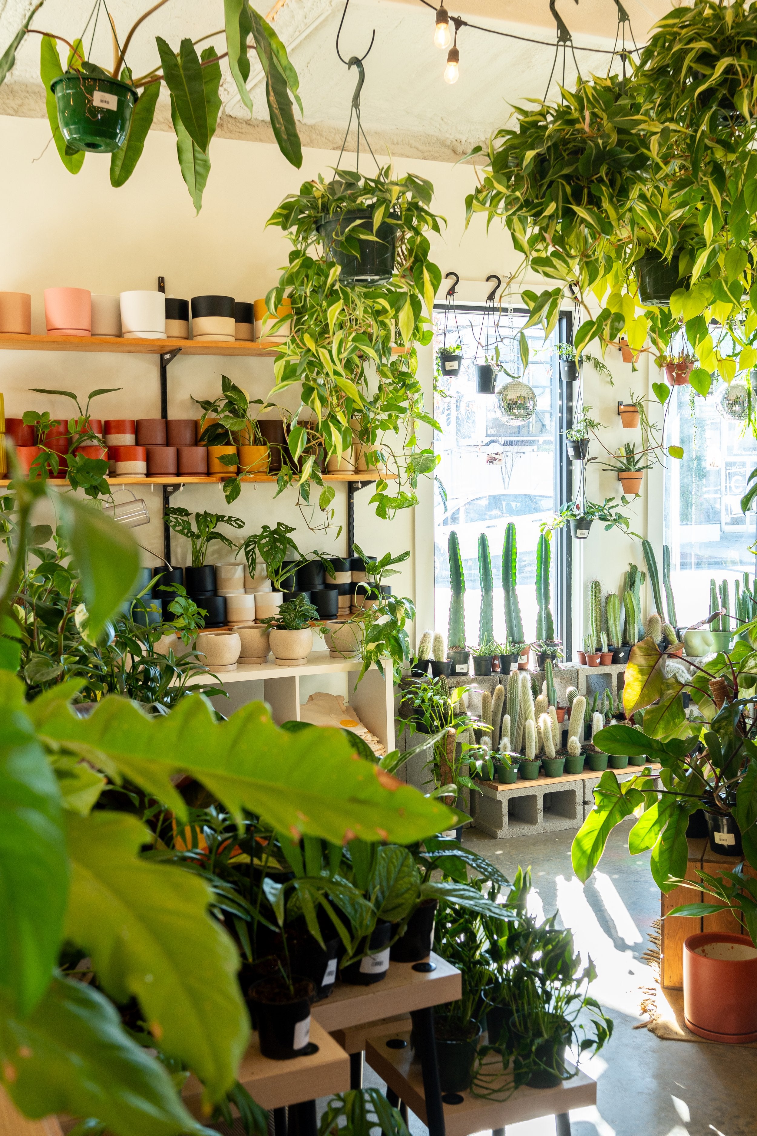 The Plant Outpost shop inside - hanging and potted plants, cacti in the window, and shelves of colorful plant pots