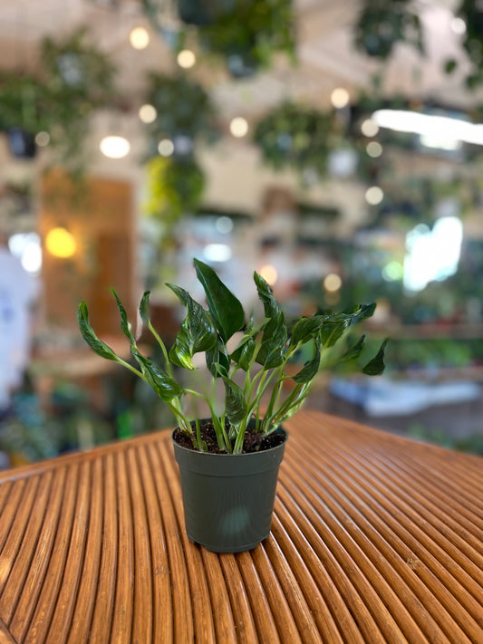 epipremnum shangri-la plant in a dark green pot