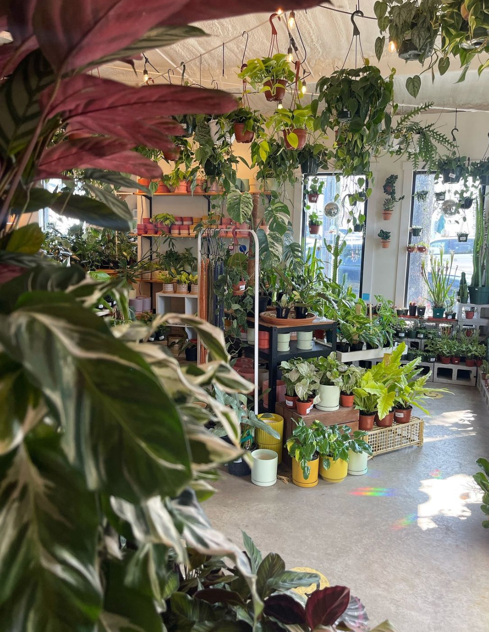 photo of numerous potted and hanging houseplants in The Plant Outpost shop