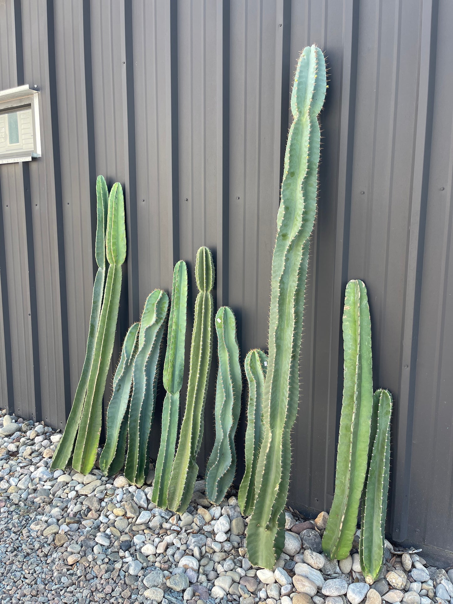 CACTUS CLIPPING *PRE-ORDER*