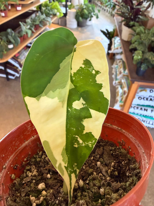 Syngonium Chiapense (variegated)
