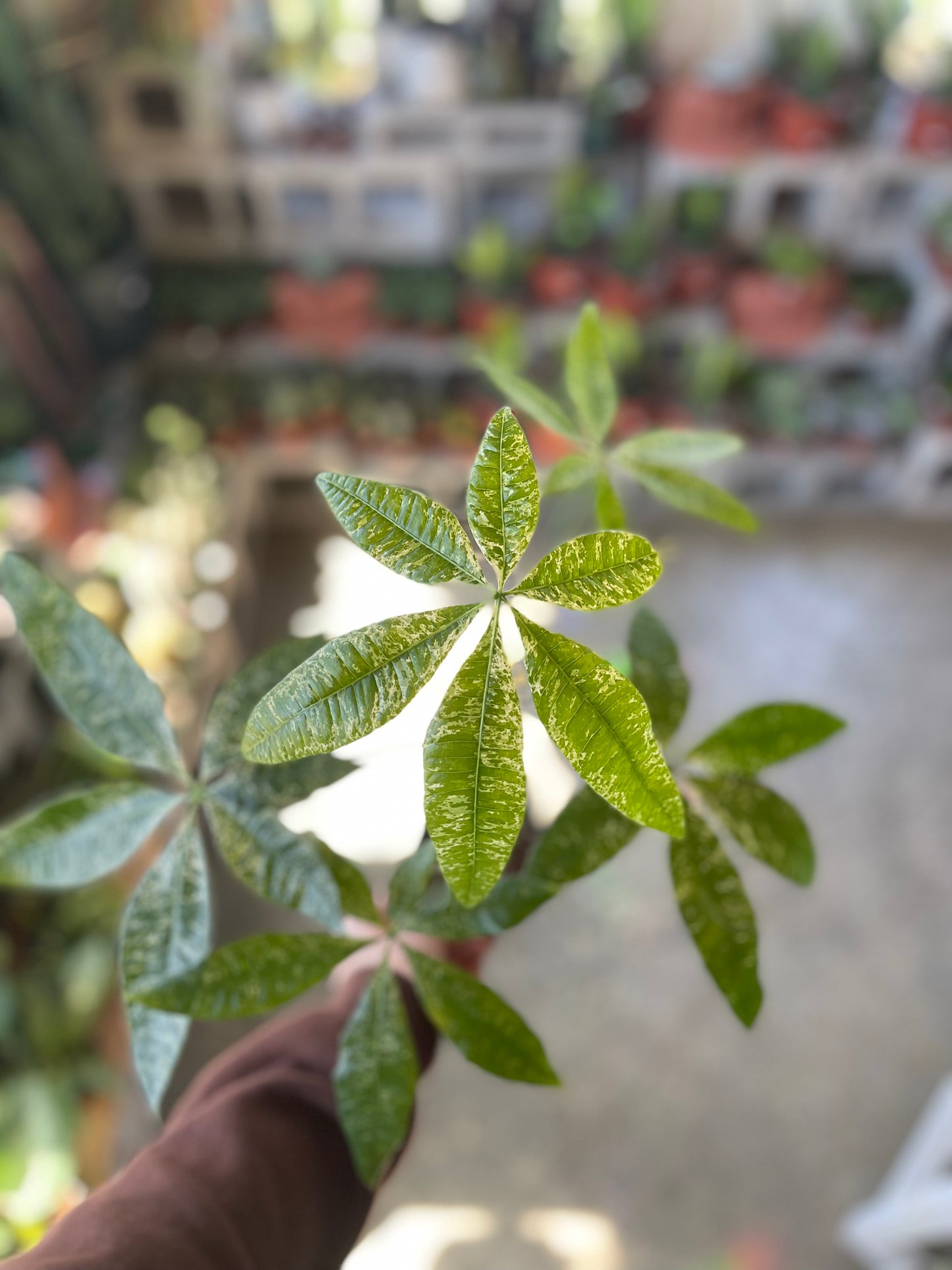 Variegated Money Tree – The Plant Outpost