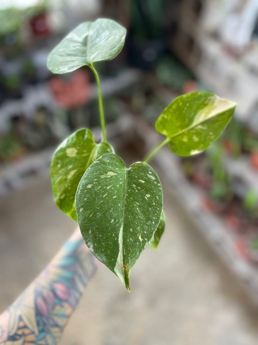 Monstera Thai Constellation