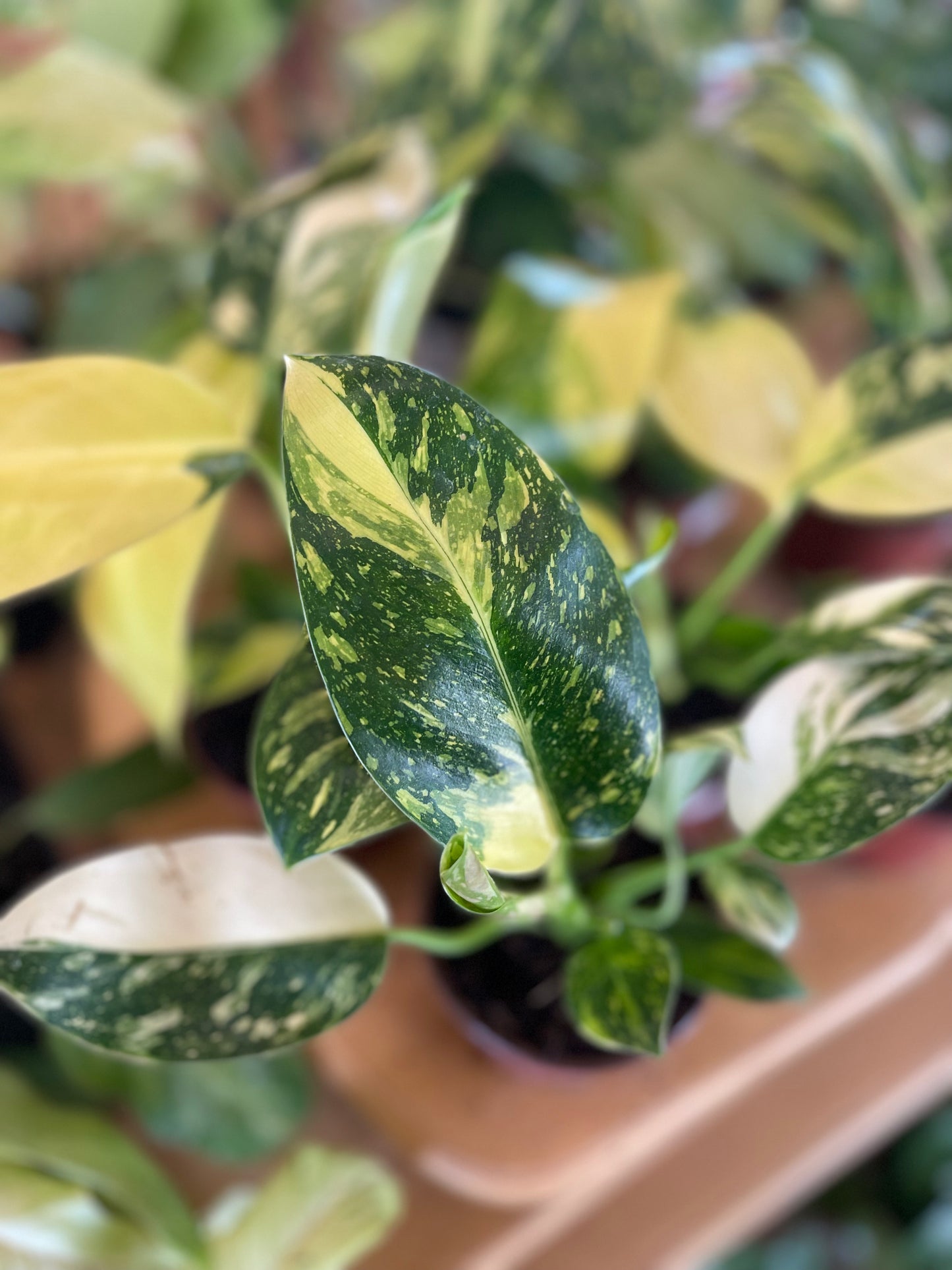 Philodendron Congo Nuclear