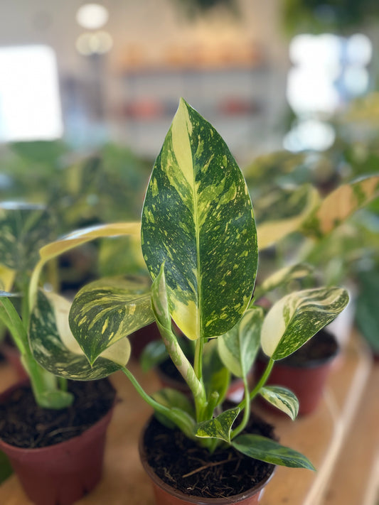 Philodendron Congo Nuclear