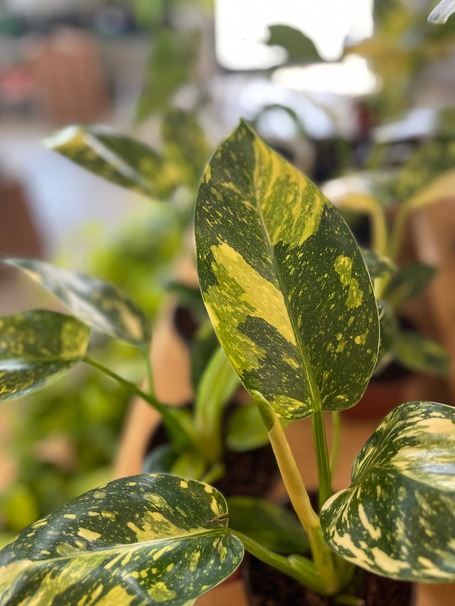 Philodendron Congo Nuclear
