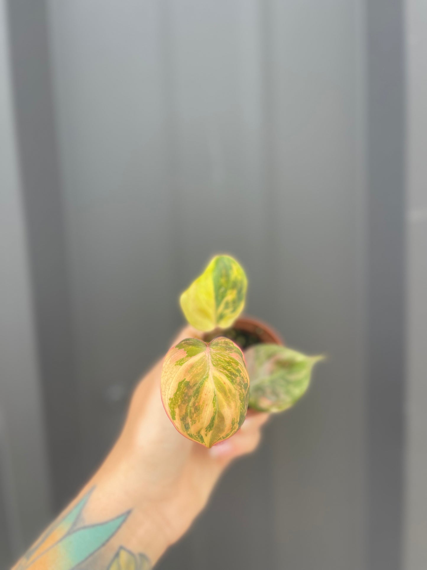 Variegated Philodendron Mican