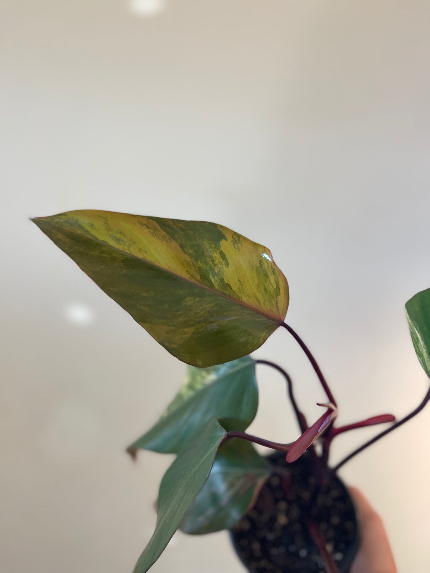 Philodendron Strawberry Shake