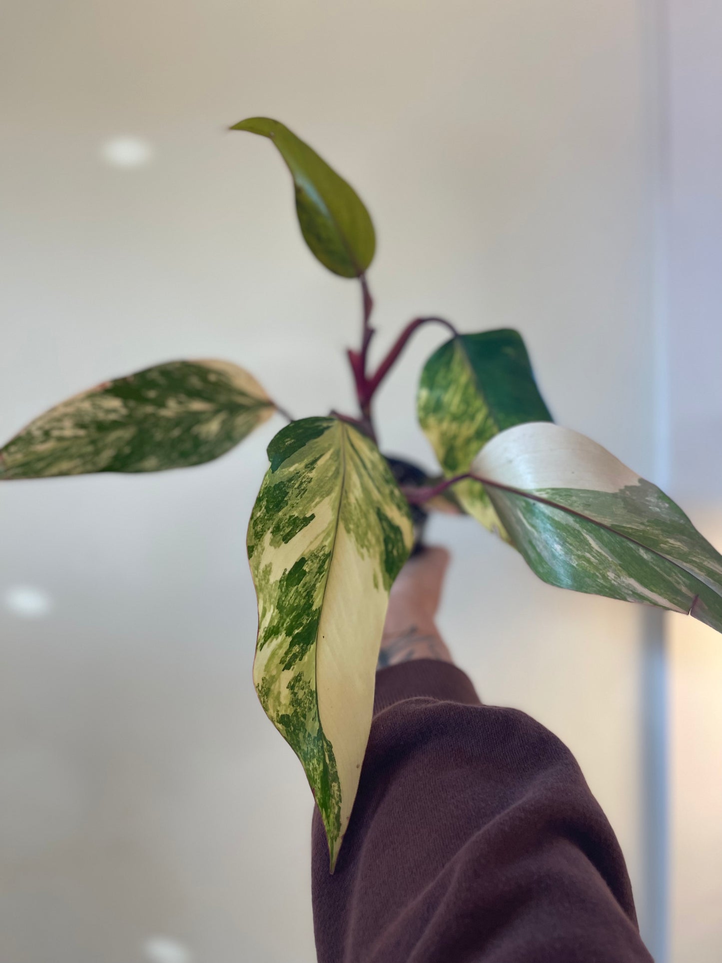 Philodendron Strawberry Shake