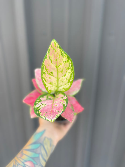 Aglaonema Diamond Red