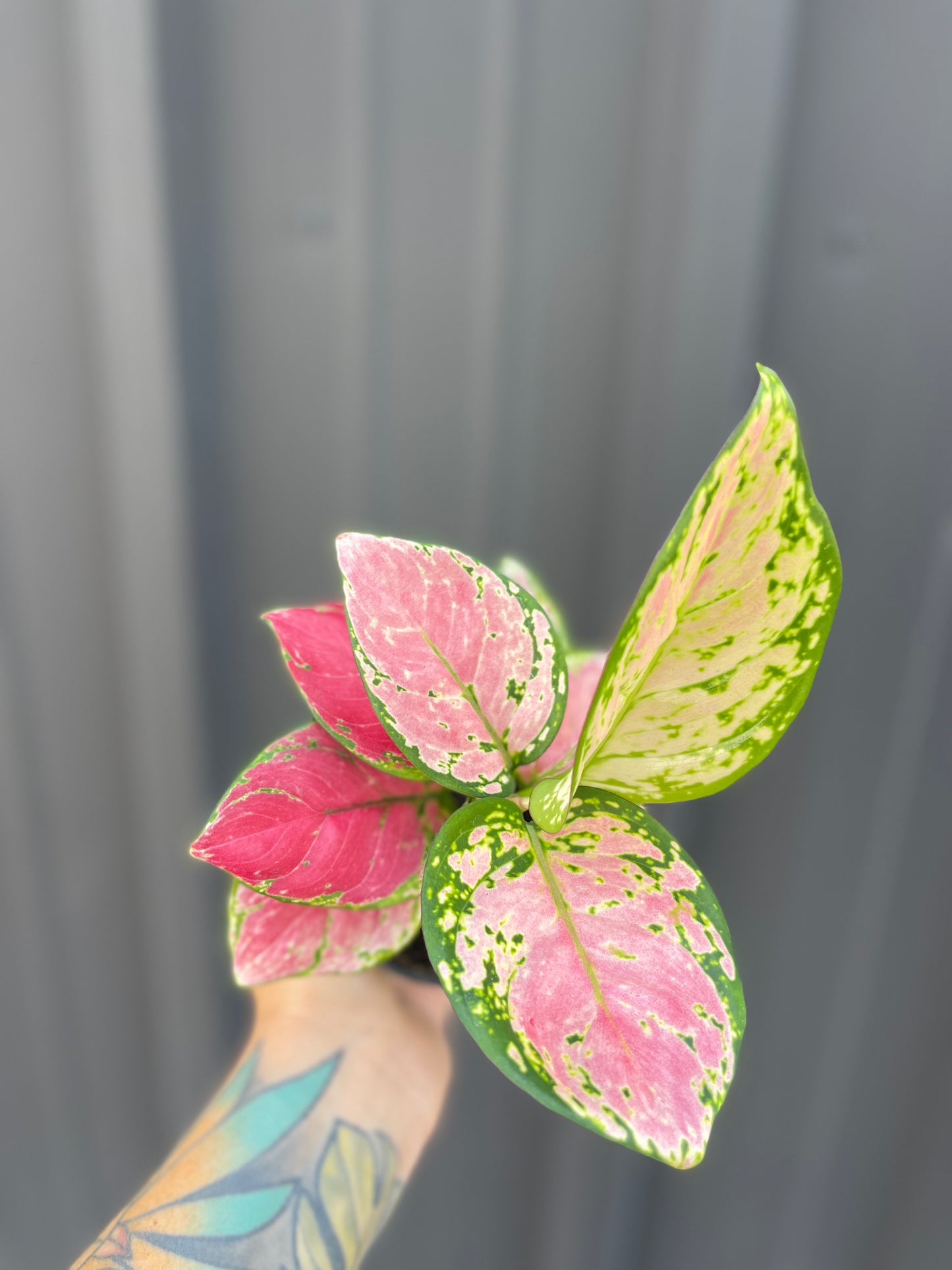 Aglaonema Diamond Red