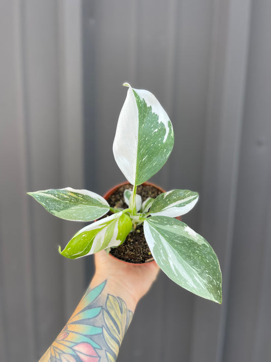 Philodendron White Knight