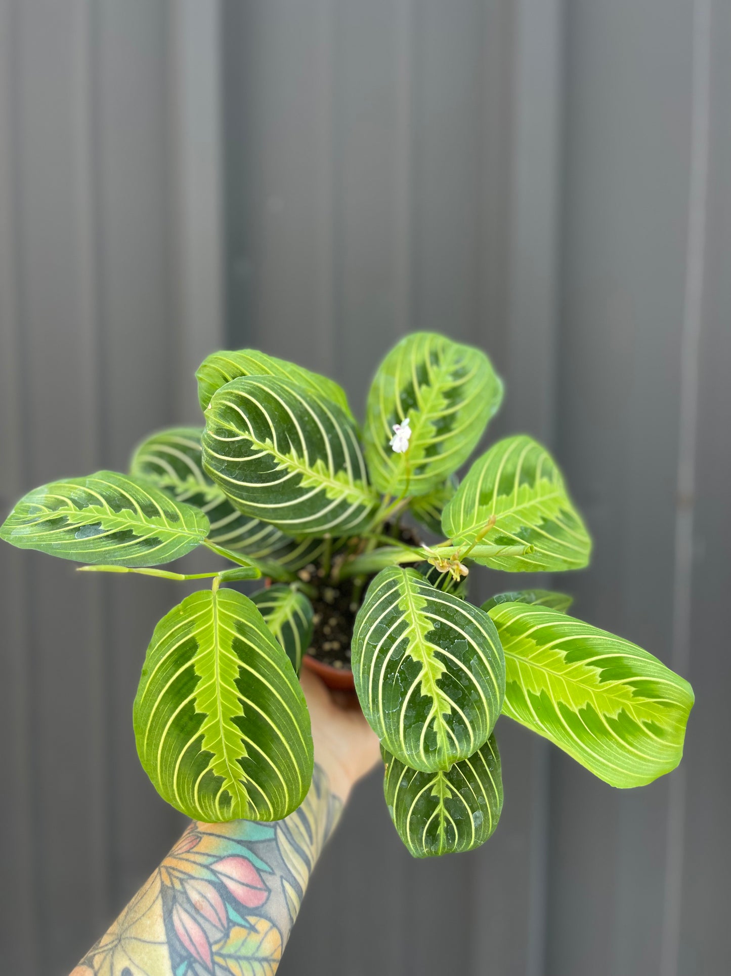 Maranta Lemon Lime