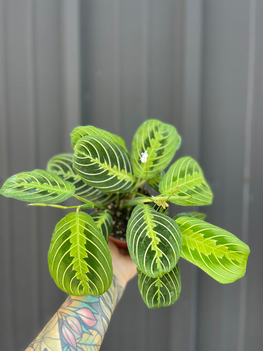 Maranta Lemon Lime