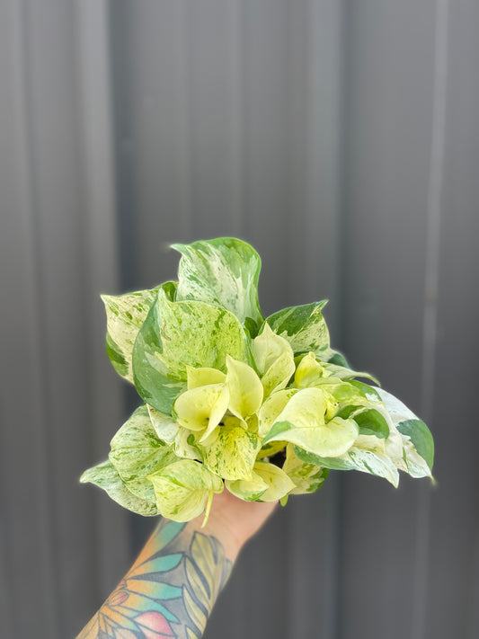 Epipremnum Aureum 'Manjula Compacta'