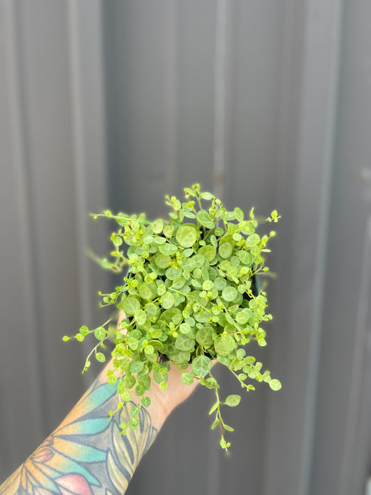 Peperomia Prostrata "String of Turtles"
