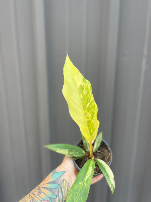 Philodendron Caramel Marble
