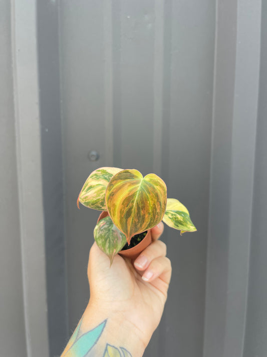 Variegated Philodendron Mican