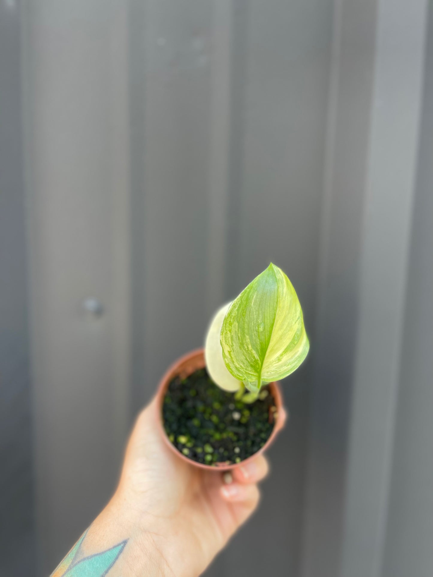 Scindapsus Blue Albo