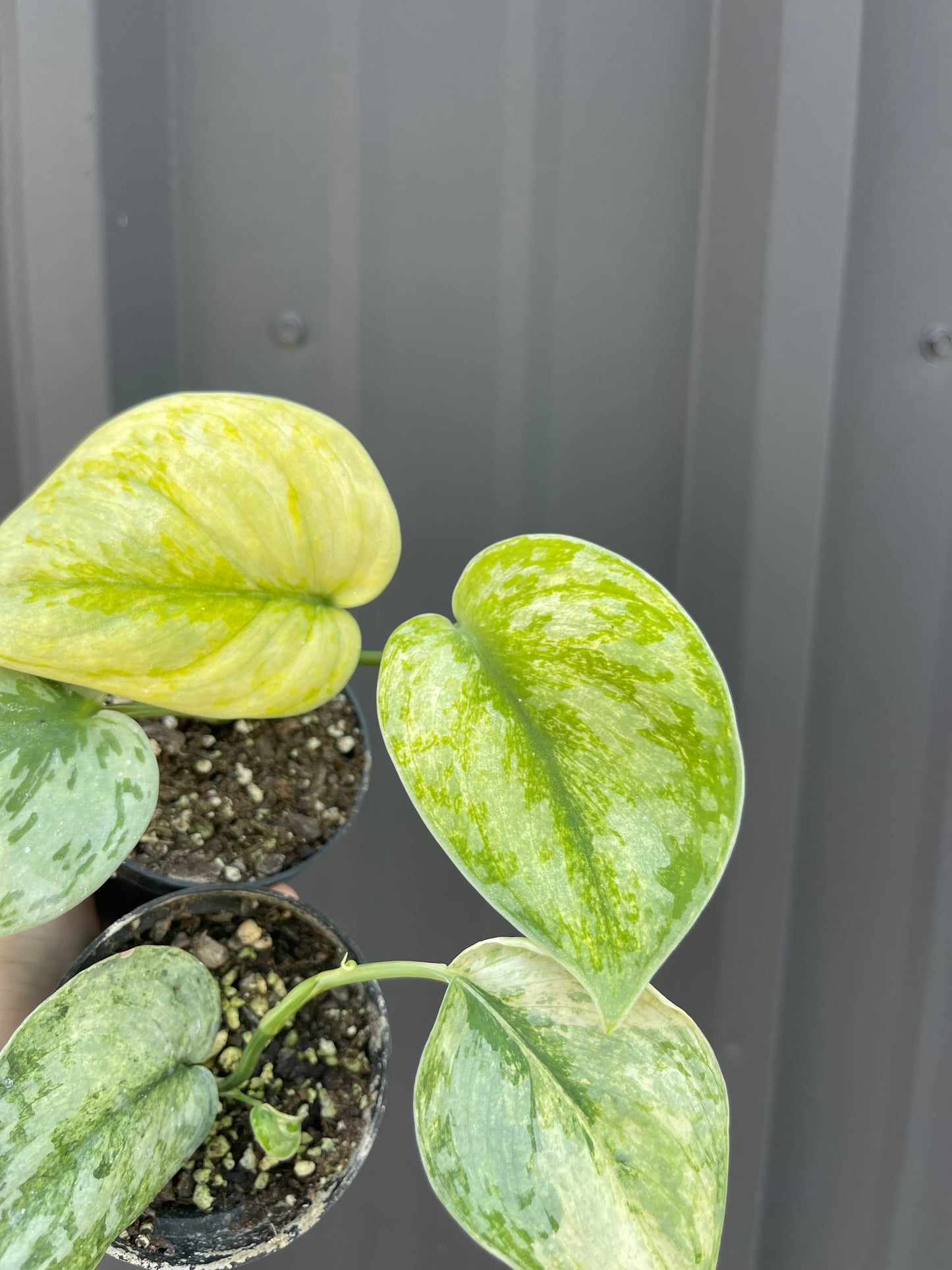 Scindapsus Hologram