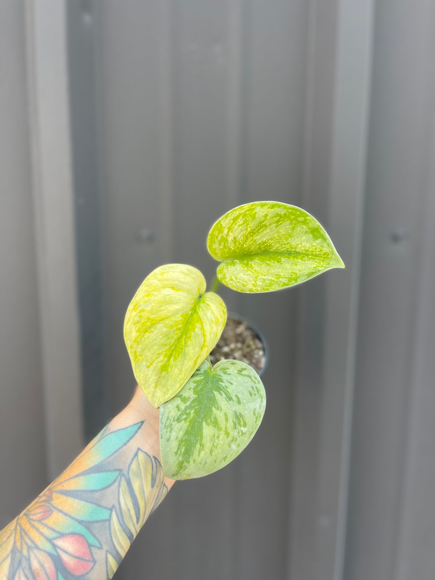 Scindapsus Hologram