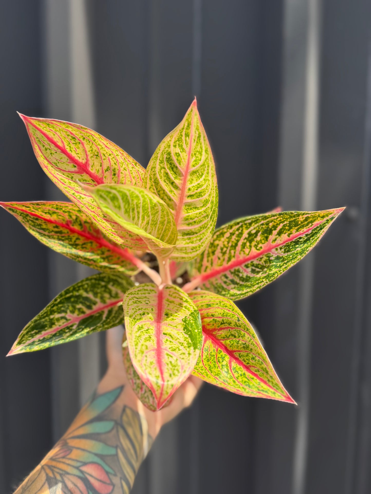 Aglaonema Red Legacy